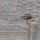 True Mayfly Brown Drake 2580F koko #10 Vania Flies