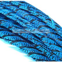 Amherst fasaanin keskuspyrstösulka, Kingfisher Blue