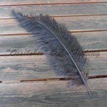 Strutsin sulka (höyhen) Musta jättikoko pituus n. 45 - 55 cm