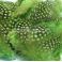Helmikana Guinea Fowl vartalohöyhen lajiteltu irto 40 - 50 kpl BRIGHT GREEN