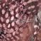 Helmikanan höyhen Guinea Fowl vartalohöyhen nidottu 40 - 45 kpl LIGHT PINK
