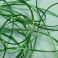 Smooth Maggot Flat Body String Emerald Green TFH™