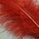 Marabou höyhen valikoitu TFH™ Burgundy Red 10 kpl