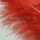 Marabou höyhen valikoitu TFH™ Burgundy Red 10 kpl
