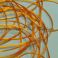 Smooth Maggot Flat Body String Extra Bright Orange TFH™