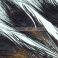 Ossilehti Albino Peacock Eyes (pohjaväri silvergrey) BLACK 3 kpl TFH™