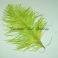 Strutsin höyhen short extra fluffy 22 - 24cm Chartreuse Green siikaset yli 10cm