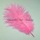 Strutsin sulka (höyhen) pyrstöhöyhen kokonainen, HOT Pink